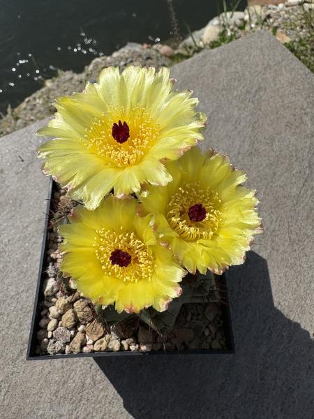 Notocactus spec.